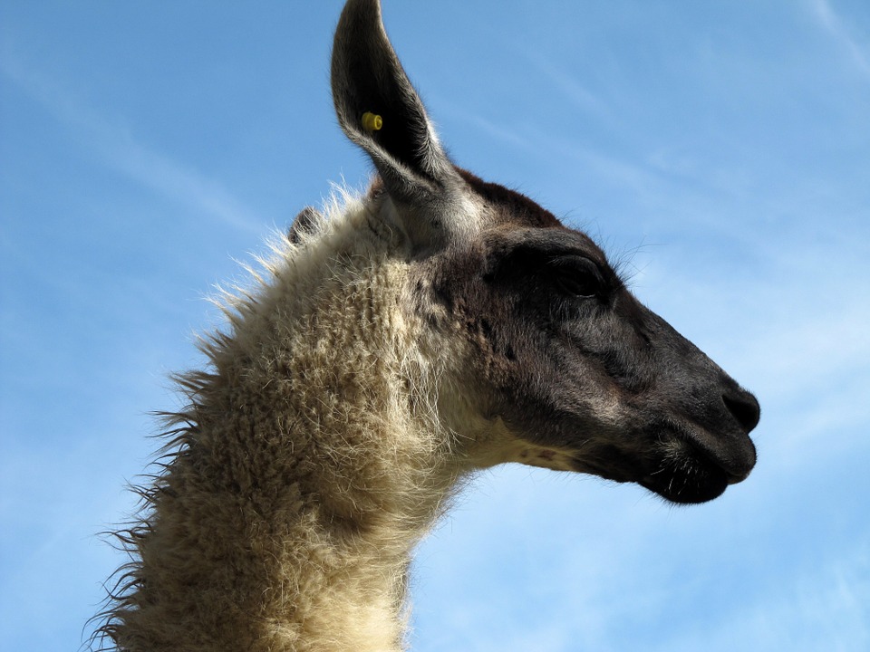 lama-588639_960_720
