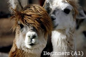 Llama_Beginners copy.jpg